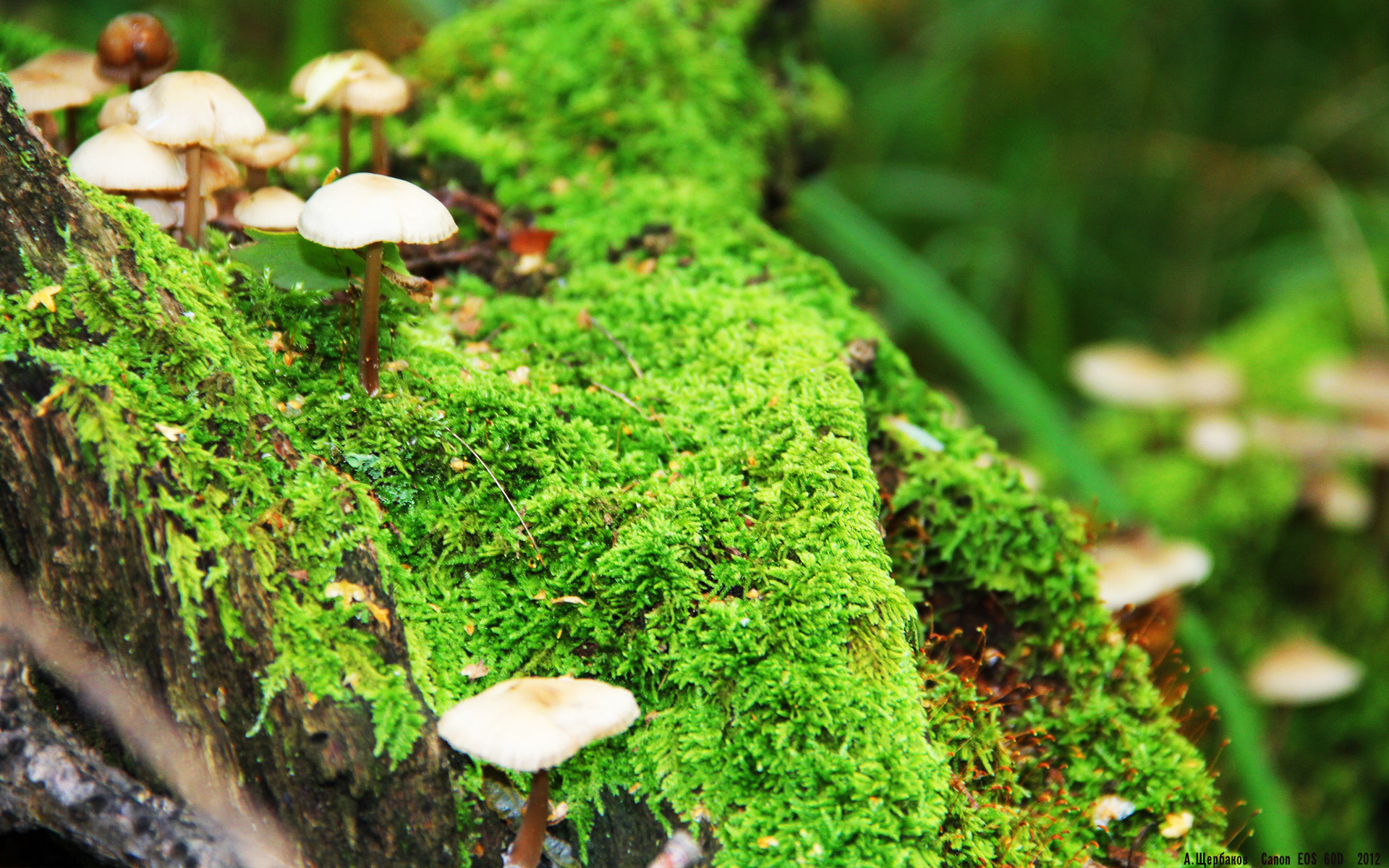 欧冠风暴中的英超争冠焦点,伊朗神锋决胜局一击,尤文图斯梦碎