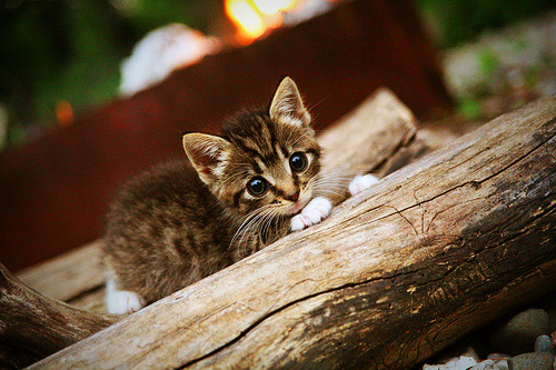 当杜兰特附体,CBA赛场上的超神表现,辽宁与广厦的巅峰对决