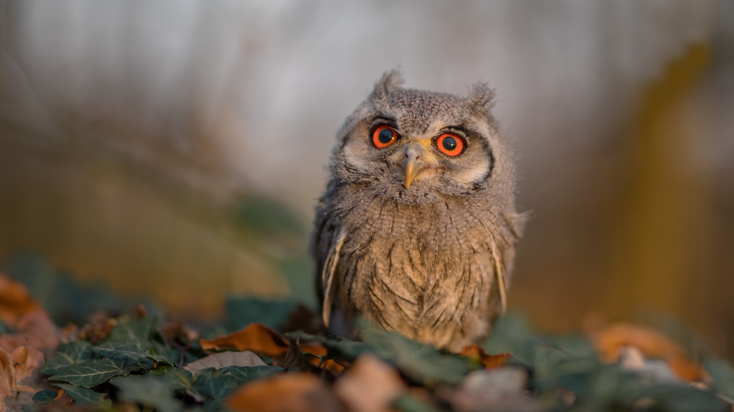 琴弦上的冷铁,佩德里的艺术掌控与国际米兰的加时逆转
