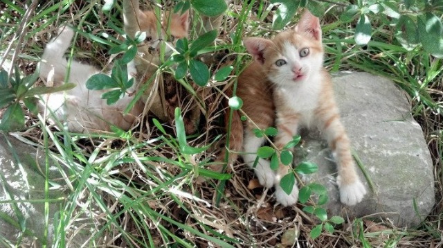 绿茵场上的红龙，英超争冠焦点战中的威尔士精神如何踏平塞内加尔