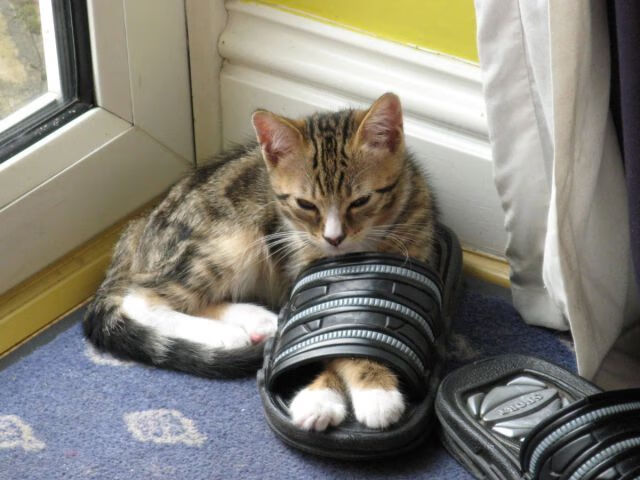 沉默杀机,托尼如何用不合群定义了比利时与南非的唯一对决