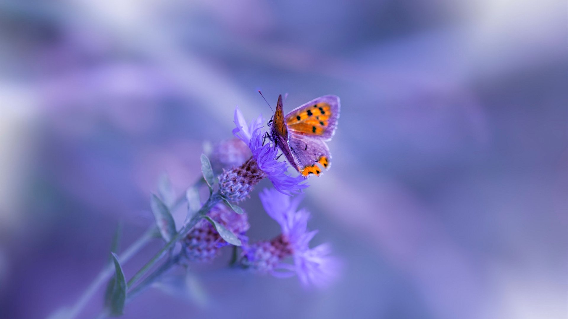 俱乐部对国家队的逆袭，斯通斯头槌定江山，毕尔巴鄂终结葡萄牙不败神话