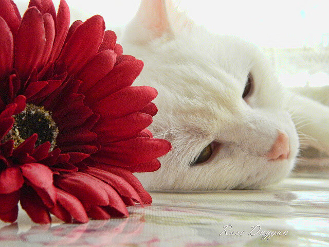 基于此,我为您构思了以下标题和文章