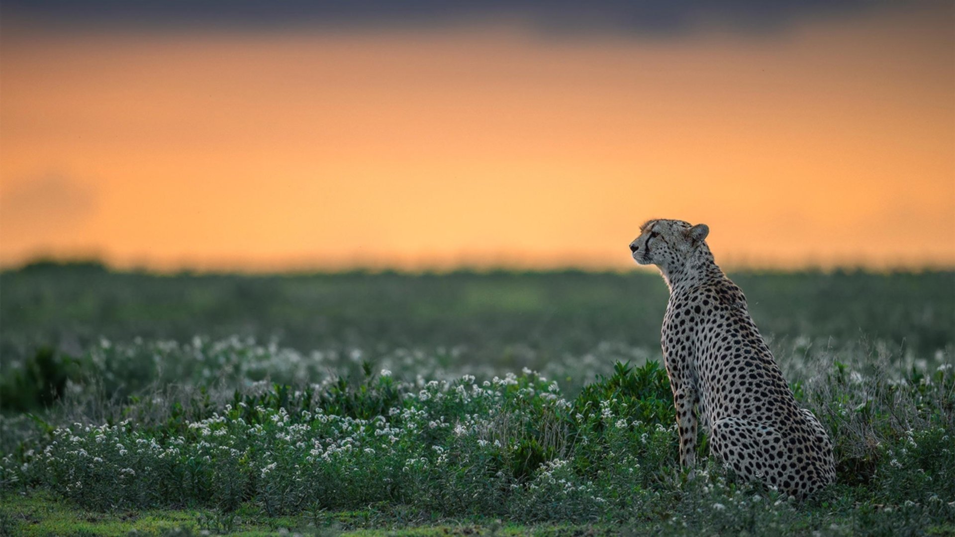 戈贝尔30+20统治加时!爵士鏖战力克广厦,沉睡巨兽彻底苏醒