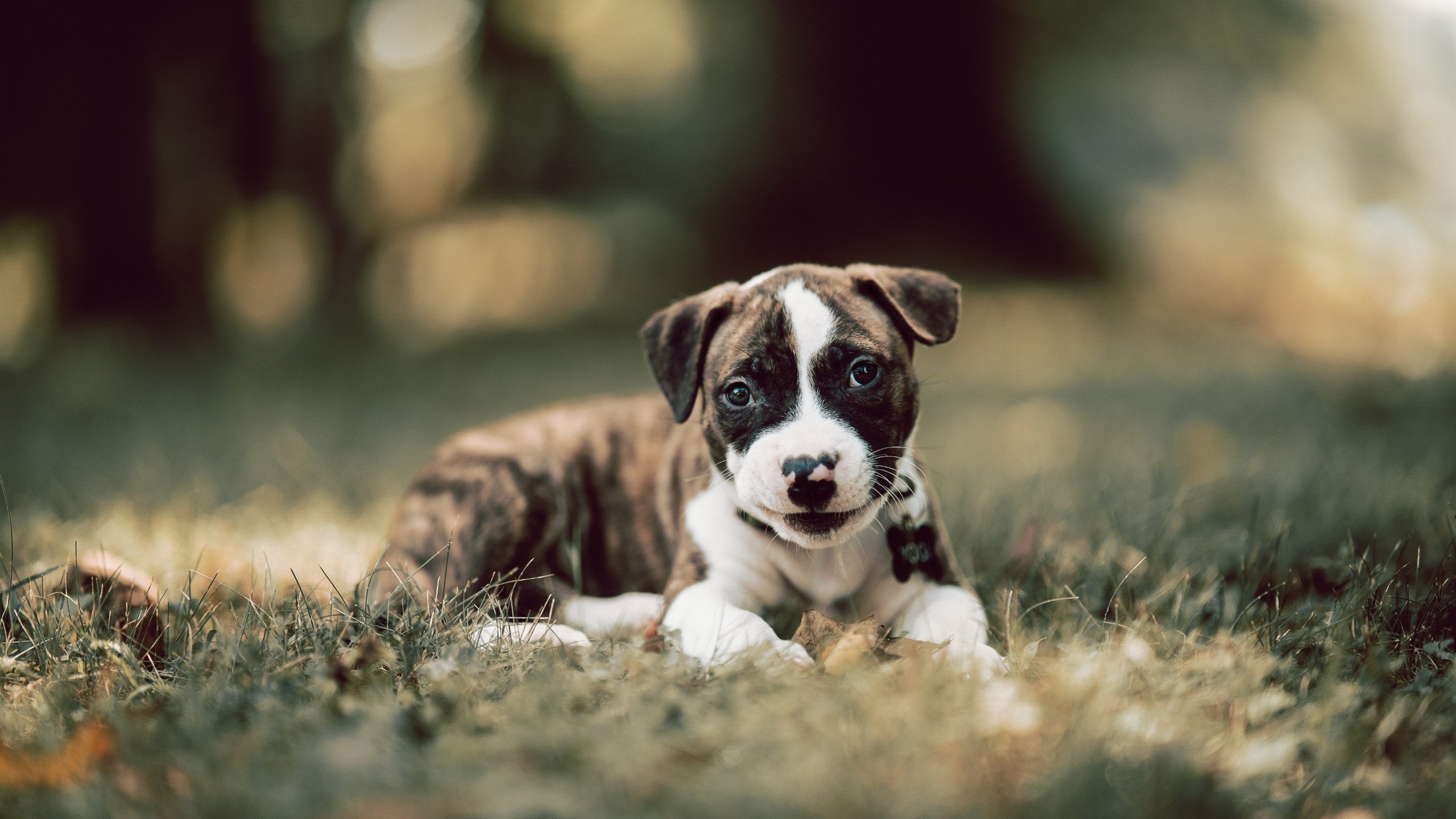 沙漠之狐的叹息,当阿坎吉的生涯之夜刺穿波斯铁壁