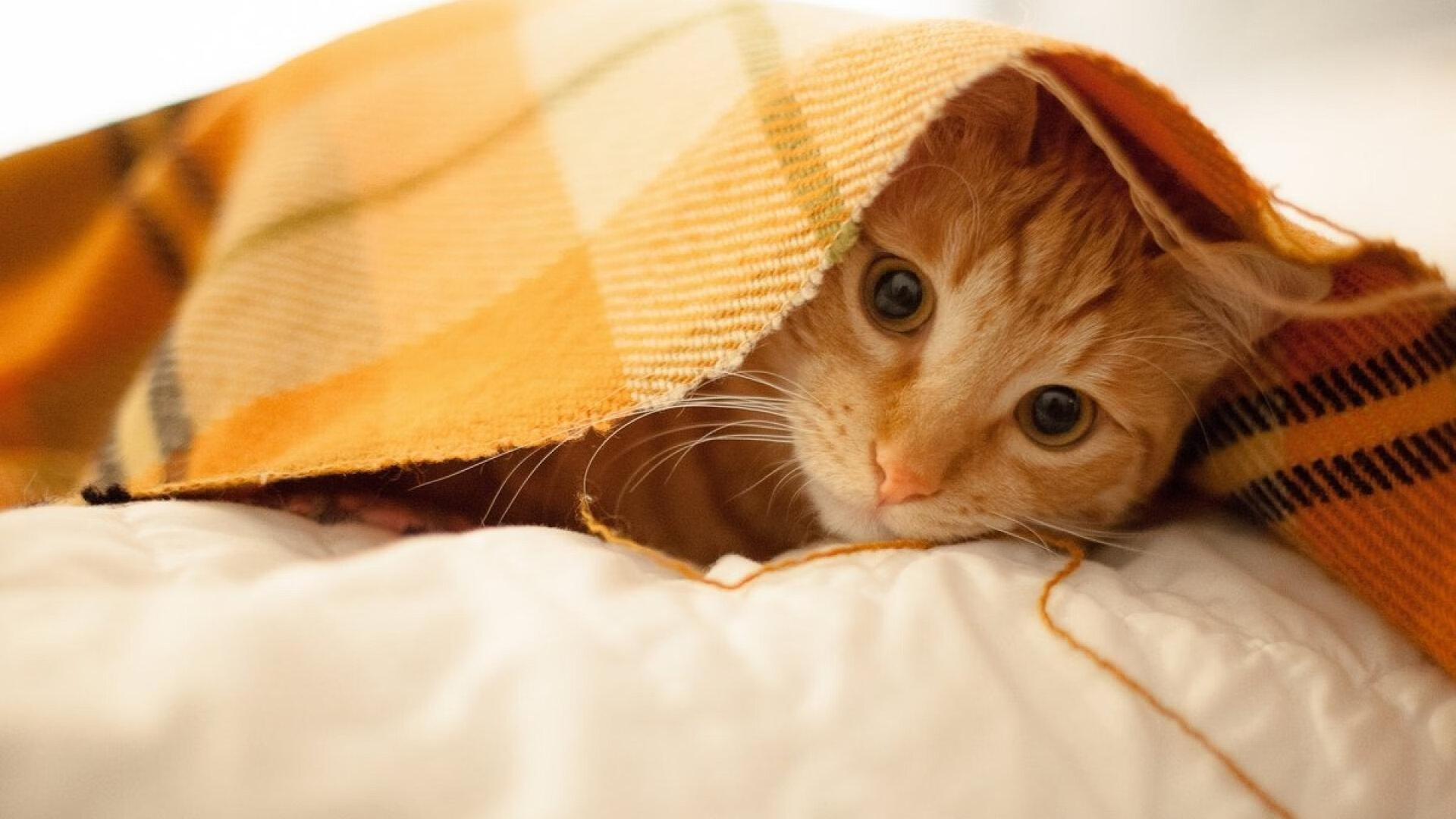 异次元决胜！库里57分时空逆转，湖人加时擒广厦晋级