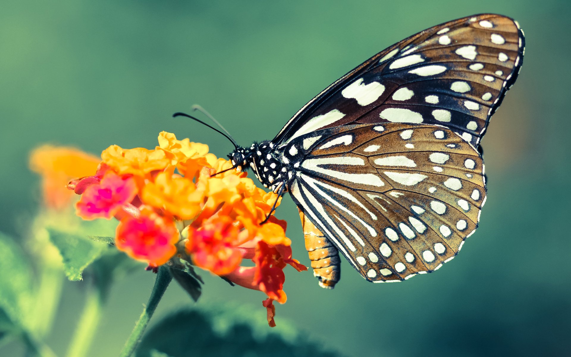 不朽的逆袭，坎特擎天柱般扛起沙特，绝境时刻击碎英格兰王座