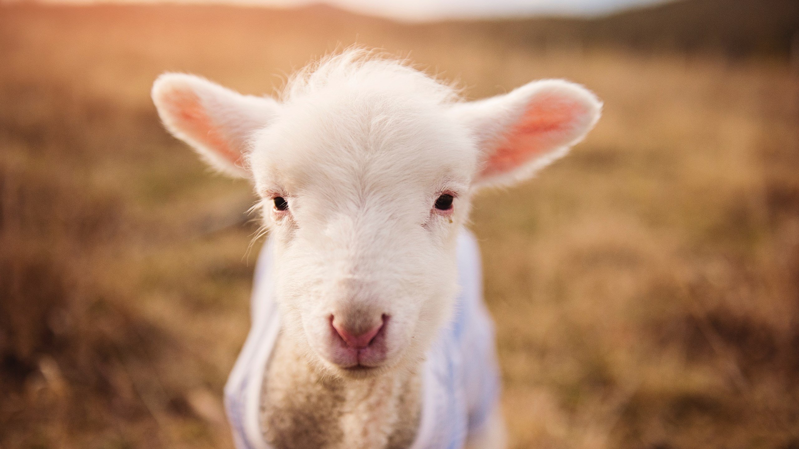 改写命运的一夜，卢卡库关键一击助国米决胜米兰德比