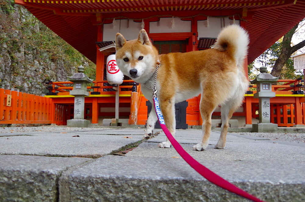 体育的璀璨双城记，德甲争冠白热化，尼克斯逆境晋级铸就传奇
