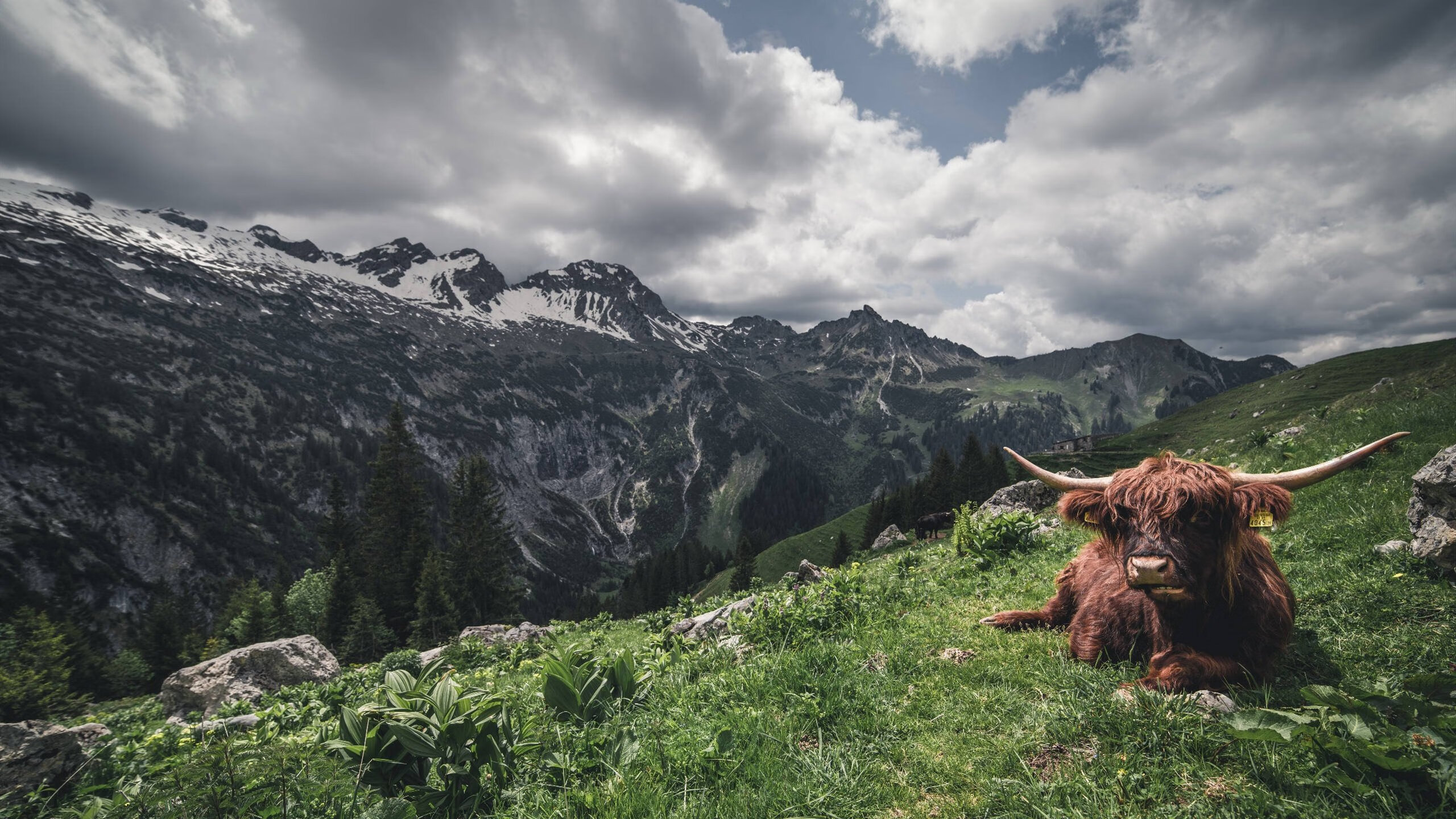 速度与终场哨，当F1引擎轰鸣遇上德罗赞的绝杀之夜