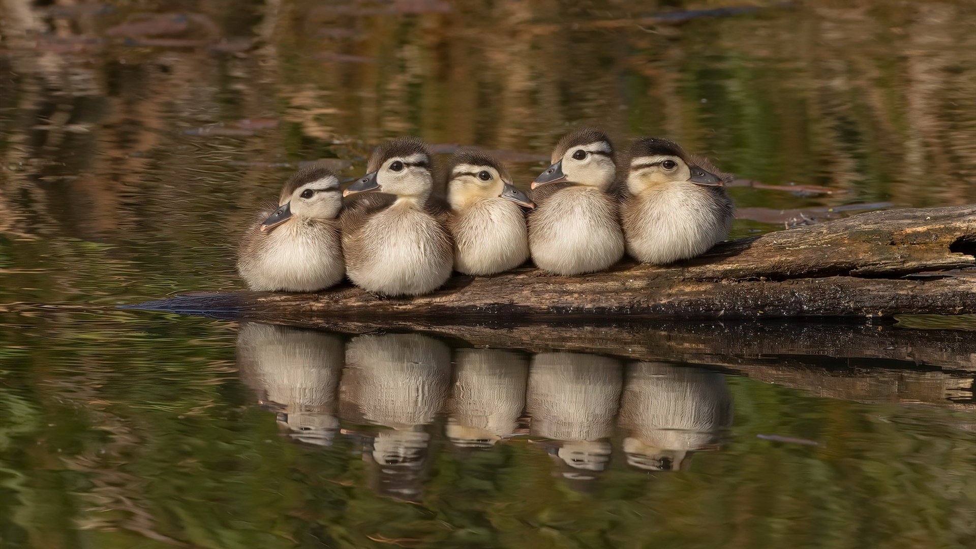 同一个夜晚，足球的两副面孔，玻利维亚的群山回响与曼彻斯特的精密齿轮