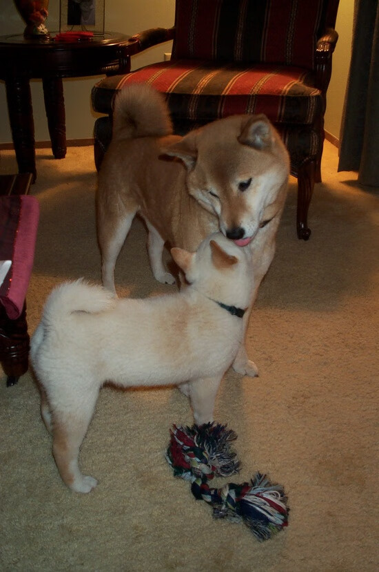 铁骨破绝境！孟菲斯新王贝恩用冷血三分拯救灰熊