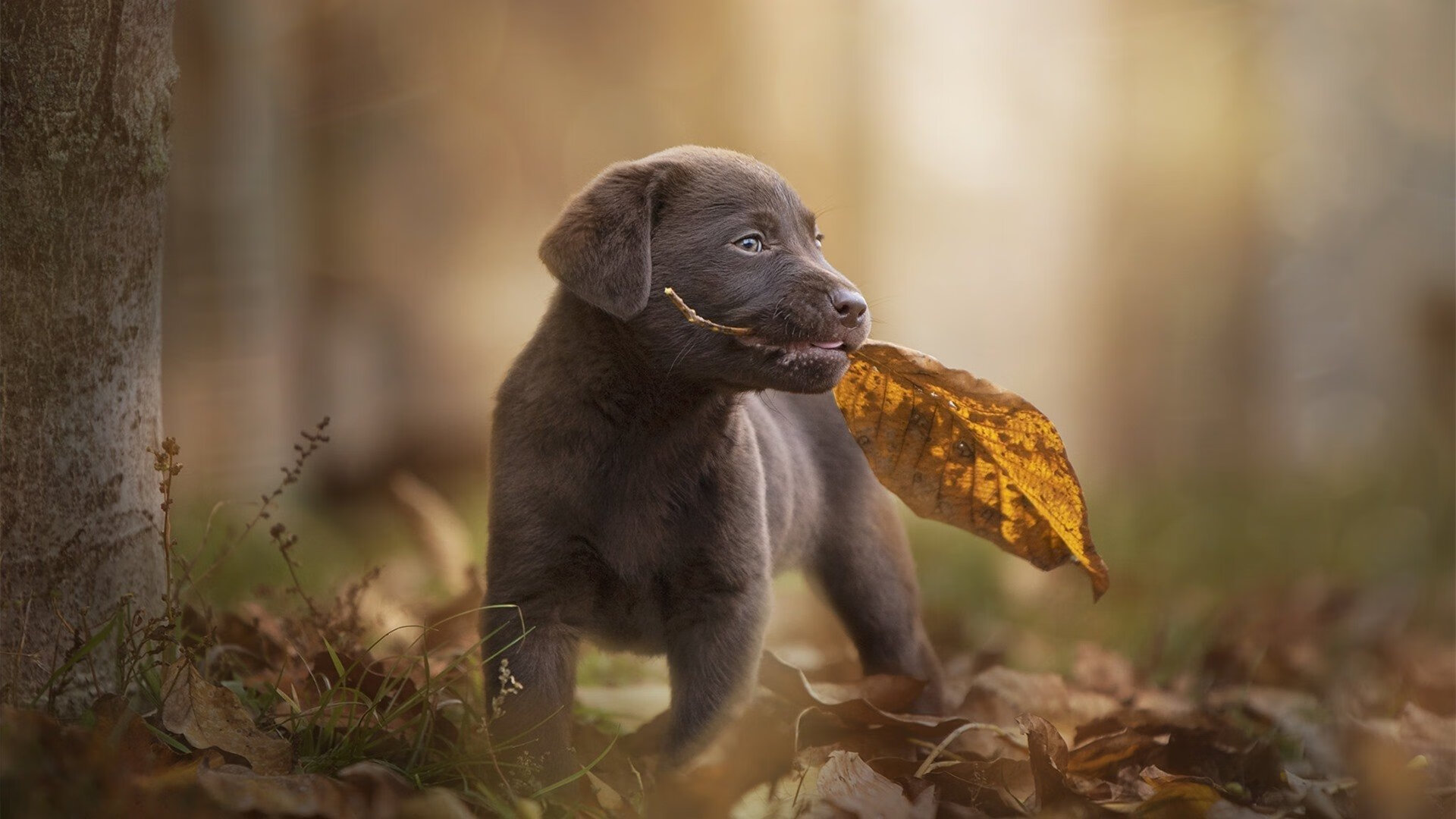 异界之钥，当北京队于午夜球场拿下灰熊