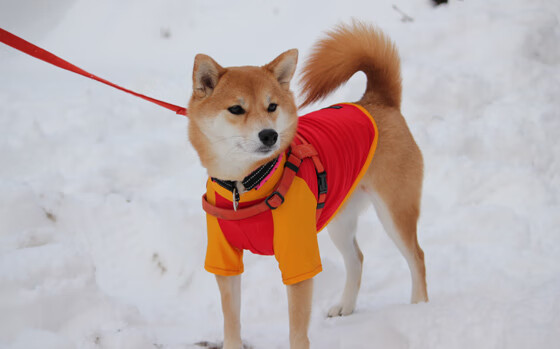 利拉德时刻，总在大幕拉开时降临